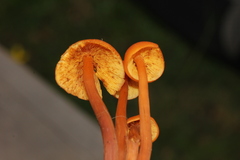 Gymnopilus picreus