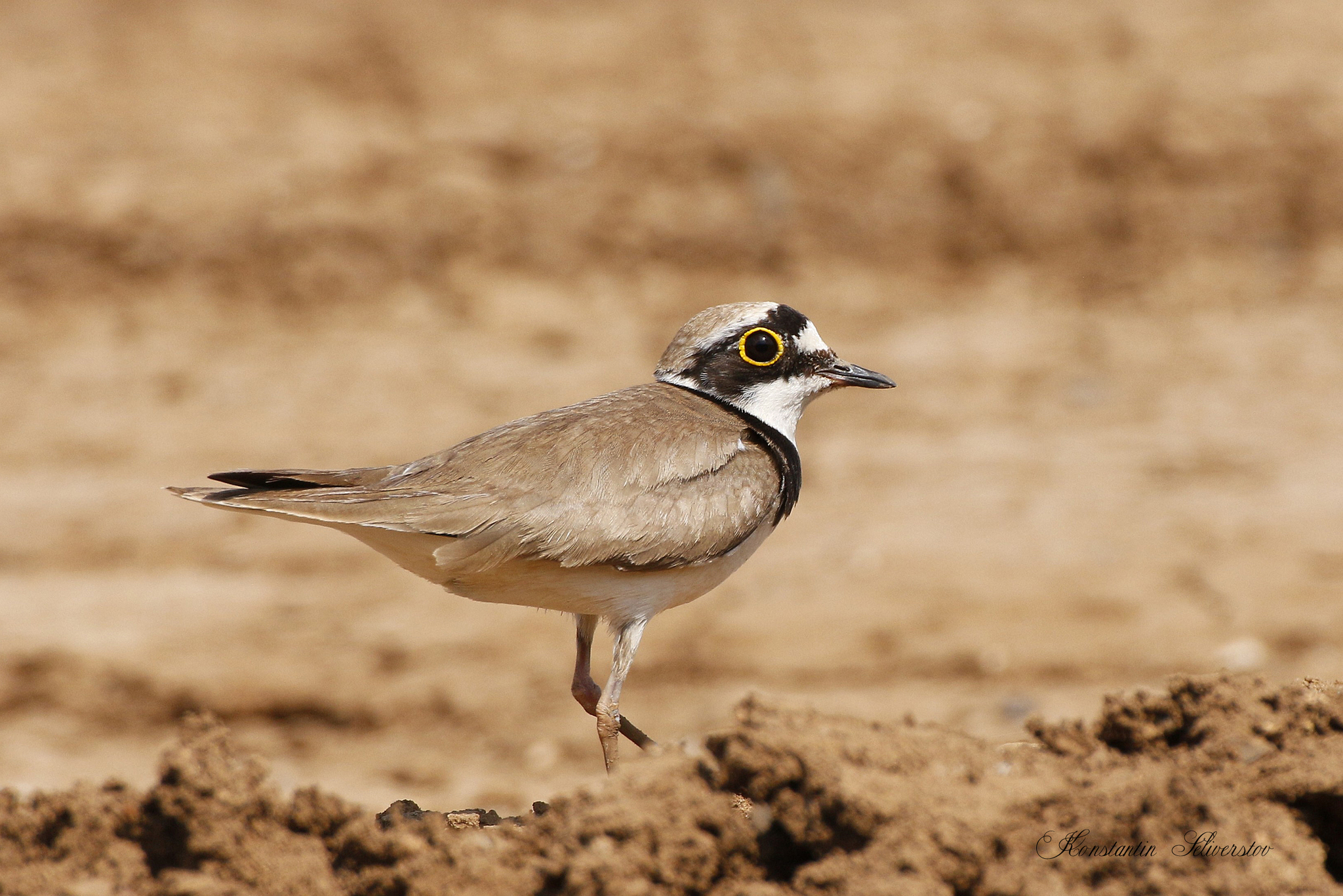 Little Ringed Plover (Thinornis dubius)