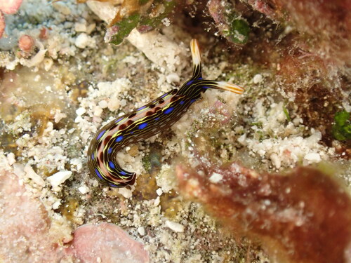 Thuridilla bayeri