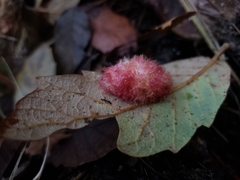 Cynips quercusnubila