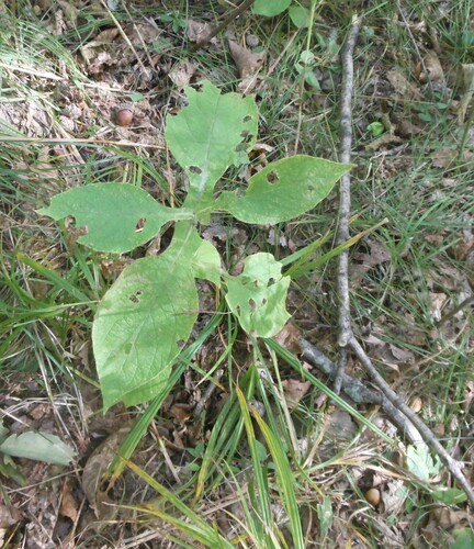 Triosteum sinuatum iNat (3)