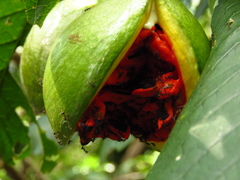 Tabernaemontana glabra