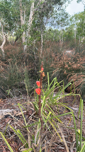 Red-flowered Kurrajong