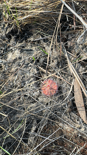 tropical sundew