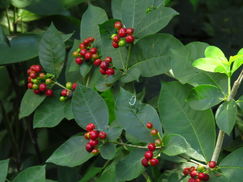 Rauvolfia tetraphylla - Whole tree