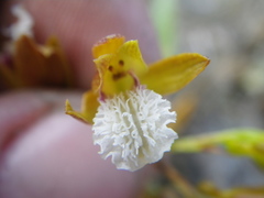 Eulophia lamellata