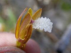 Eulophia lamellata