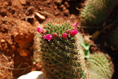 Mammillaria backebergiana