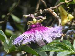 Passiflora cincinnata