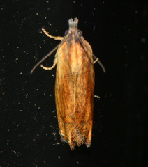 Eucosma umbrastriana