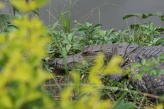 Crocodylus suchus