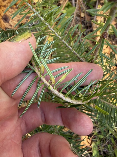 Unknown species found near Lake, Minnesota, United States