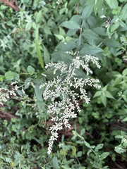 Artemisia anomala