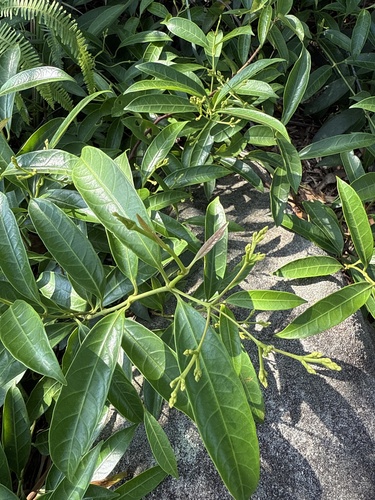 Anodendron affine, photograph 5