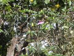 Passiflora cincinnata