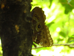Morpho helenor narcissus