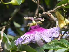 Passiflora cincinnata
