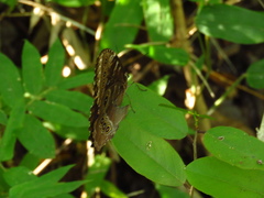 Morpho helenor narcissus