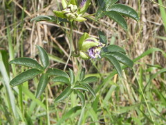 Passiflora cincinnata
