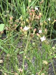 Oldenlandia herbacea