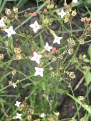 Oldenlandia herbacea