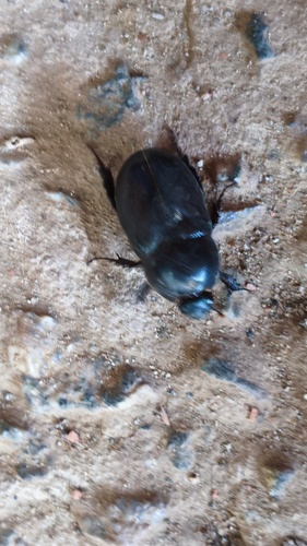 Tomarus bituberculatus