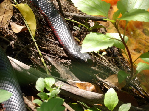 Red-bellied Black Snake sighting