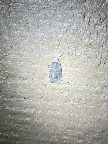 Clay-colored Agonopterix Moth photo 4
