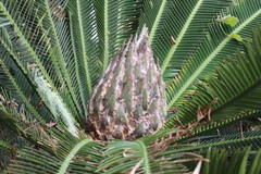 Dioon merolae