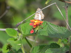 Ariconias glaphyra