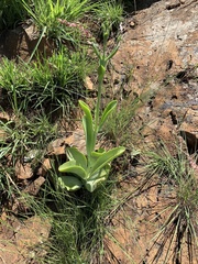 Kalanchoe paniculata