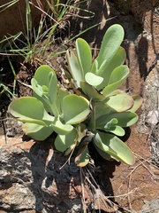 Kalanchoe paniculata