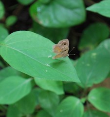 Perophthalma tullius