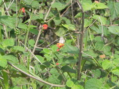 Ariconias glaphyra