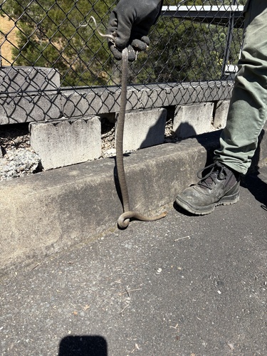 Eastern Brown Snake sighting