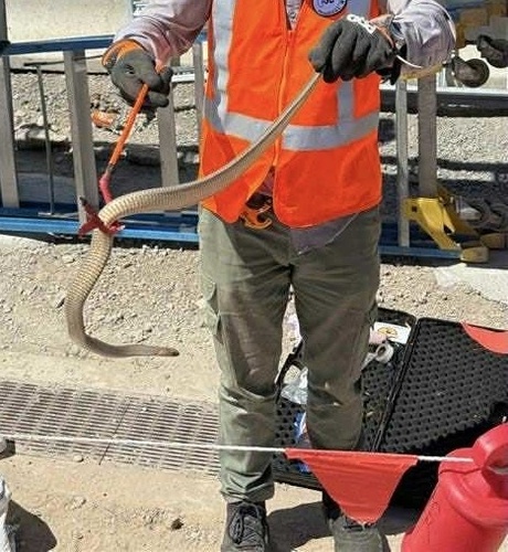 Eastern Brown Snake sighting