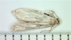 Nemapogon tylodes