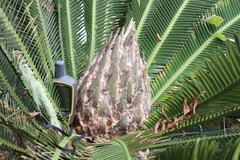 Dioon merolae