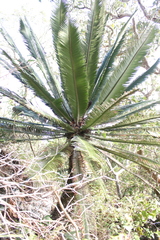 Dioon merolae