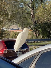Bubulcus ibis image