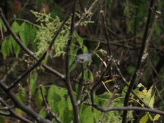 Polioptilidae