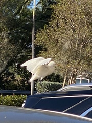 Bubulcus ibis image
