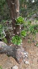 Quiabentia verticillata, photograph (c) Thibaud Aronson, some rights reserved (CC BY-SA)