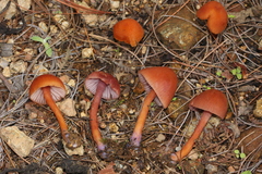Laccaria nobilis