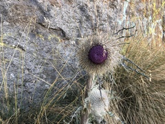 Cirsium nivale