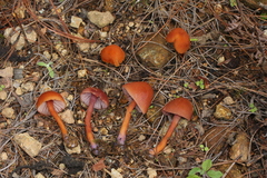 Laccaria nobilis