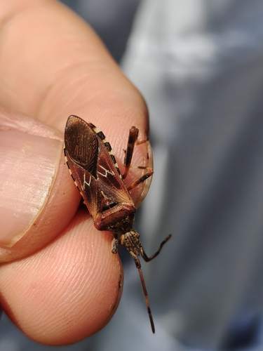 Western Conifer Seed Bug