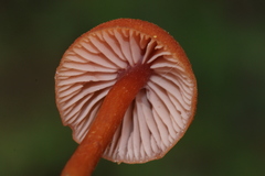 Laccaria nobilis