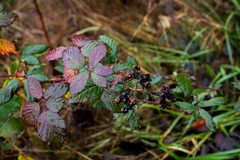 Rubus praecox