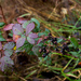 Rubus praecox - Photo (c) Megan Wyatt, algunos derechos reservados (CC BY-NC), subido por Megan Wyatt